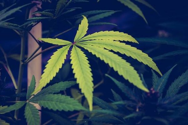 Quelle est la différence entre le CBD et le THC sur le plan sanitaire et financier ?